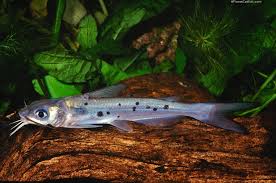 Image result for Ictalurus punctatus