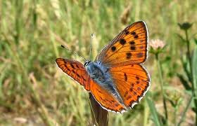 Attēlu rezultāti vaicājumam “Lycaena alciphron underside”