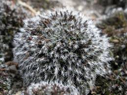 Attēlu rezultāti vaicājumam “Grimmia muehlenbeckii”