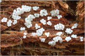 Attēlu rezultāti vaicājumam “Stemonitopsis amoena”