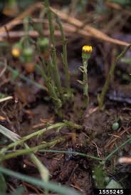 Attēlu rezultāti vaicājumam “Tussilago farfara bud”