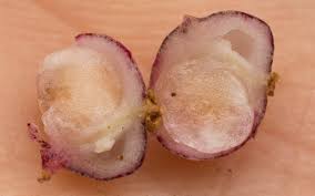 Attēlu rezultāti vaicājumam “Maianthemum bifolium fruit”