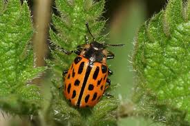 Attēlu rezultāti vaicājumam “Chrysomela vigintipunctata”