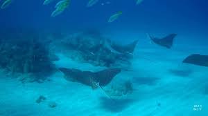 Image result for Aetobatus narinari