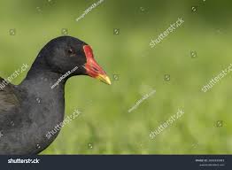 Attēlu rezultāti vaicājumam “Gallinula chloropus adult”