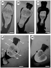 Attēlu rezultāti vaicājumam “Galerucella nymphaeae”