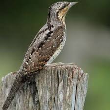 Attēlu rezultāti vaicājumam “Jynx torquilla adult”