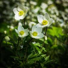 Attēlu rezultāti vaicājumam “Anemone sylvestris leaf”