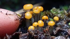 Attēlu rezultāti vaicājumam “Vibrissea decolorans”