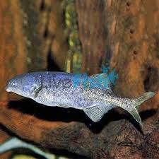 Attēlu rezultāti vaicājumam “Didymium nigripes macro”