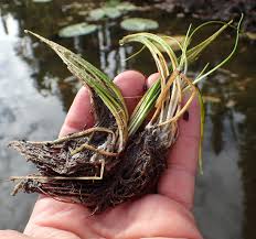 Attēlu rezultāti vaicājumam “Isoetes echinospora”