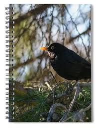 Attēlu rezultāti vaicājumam “Turdus merula male”