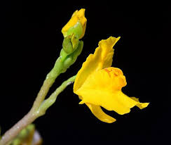 Attēlu rezultāti vaicājumam “Utricularia vulgaris flower”