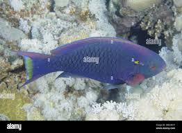 Image result for Scarus niger