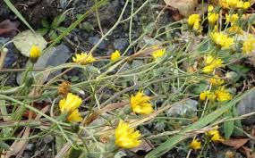 Attēlu rezultāti vaicājumam “Crepis tectorum fruit”