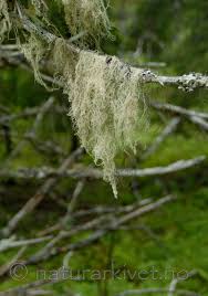 Attēlu rezultāti vaicājumam “Ramalina thrausta”