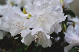 Attēlu rezultāti vaicājumam “Microrrhinum minus flower”