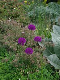Attēlu rezultāti vaicājumam “Allium holandicum”