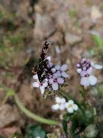 Attēlu rezultāti vaicājumam “Exoprosopa capucina”