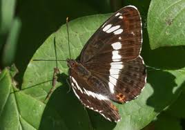 Attēlu rezultāti vaicājumam “Limenitis camilla underside”