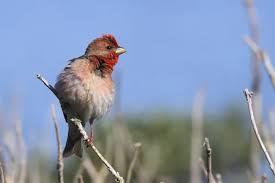 Attēlu rezultāti vaicājumam “Carpodacus erythrinus”