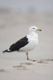 Attēlu rezultāti vaicājumam “Larus marinus”