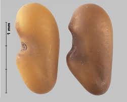 Attēlu rezultāti vaicājumam “Galega orientalis fruit”