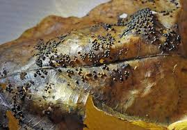 Attēlu rezultāti vaicājumam “Physarum braunianum”