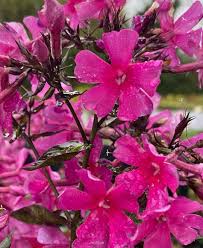Image result for Phlox paniculata `Sweet Summer`
