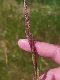 Attēlu rezultāti vaicājumam “Agrostis canina”