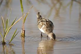Attēlu rezultāti vaicājumam “Calidris minuta”
