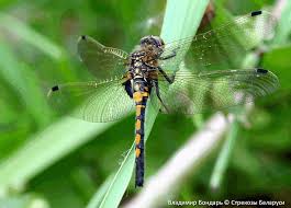 Attēlu rezultāti vaicājumam “Leucorrhinia rubicunda”