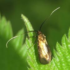 Attēlu rezultāti vaicājumam “Cauchas rufimitrella”