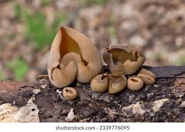 Attēlu rezultāti vaicājumam “Peziza vesiculosa”