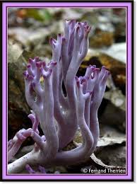 Attēlu rezultāti vaicājumam “Clavaria zollingeri”