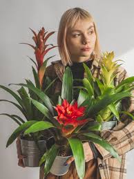 Картинки по запросу гусмания