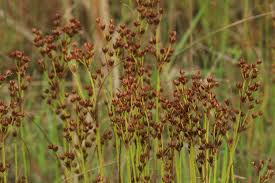 Attēlu rezultāti vaicājumam “Juncus articulatus”