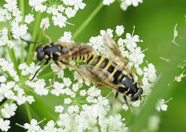 Attēlu rezultāti vaicājumam “Griselda ustomaculana”
