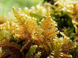 Attēlu rezultāti vaicājumam “Ctenidium molluscum”