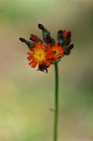 Image result for Hieracium aurantiacum