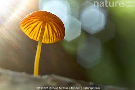 Attēlu rezultāti vaicājumam “Marasmius sp.”