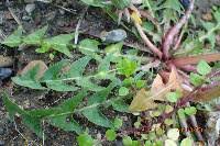 Attēlu rezultāti vaicājumam “Taraxacum officinale aggr. leaf”