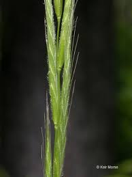 Attēlu rezultāti vaicājumam “Brachypodium sylvaticum leaf”