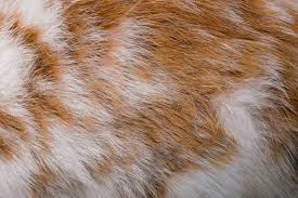 Image result for white rabbit skin texture