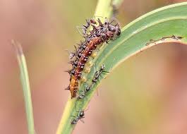 Attēlu rezultāti vaicājumam “Theclinae”