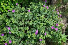 Attēlu rezultāti vaicājumam “Geranium sanguineum leaf”