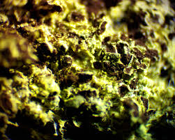 Attēlu rezultāti vaicājumam “Fuligo gyrosa macro”