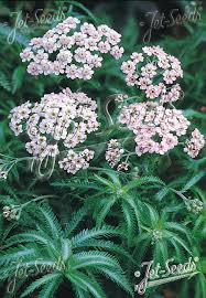 Attēlu rezultāti vaicājumam “Achillea salicifolia flower”
