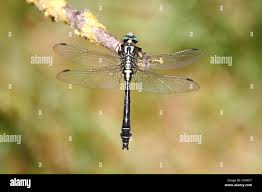 Attēlu rezultāti vaicājumam “Gomphus vulgatissimus”