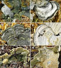 Attēlu rezultāti vaicājumam “Hertelidea botryosa”